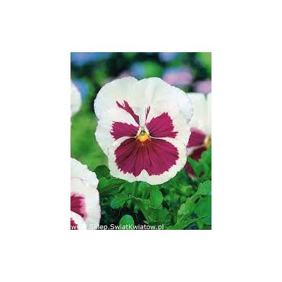 Bratki 2szt Bratek Fiołek...