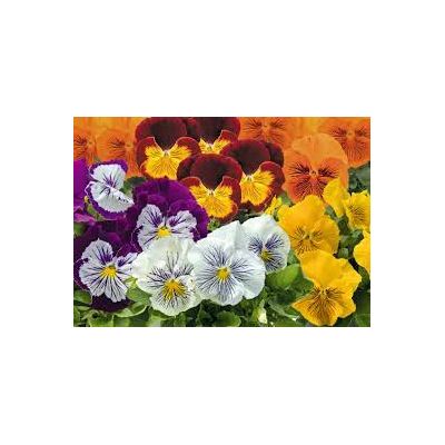 Bratki 2szt Bratek Fiołek...