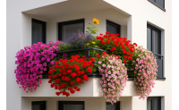 Kwiaty balkonowe długo kwitnące
